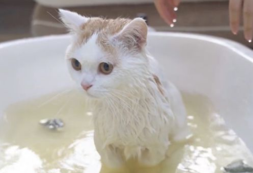 狗沐浴露可以给猫洗澡吗