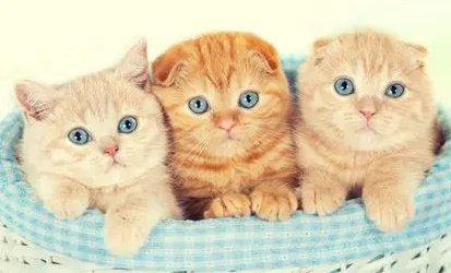 小猫咪多大时候可以洗第一次澡? 小猫咪多大时候可以洗第一次澡?