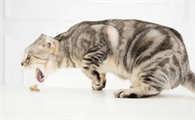 猫咪呕吐吃什么药?一起来看看吧