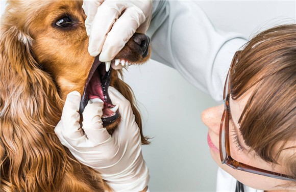 犬咳嗽用什么药