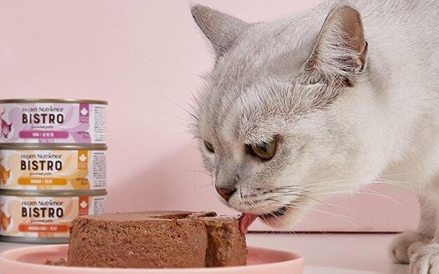 猫怀孕可以吃罐头吗