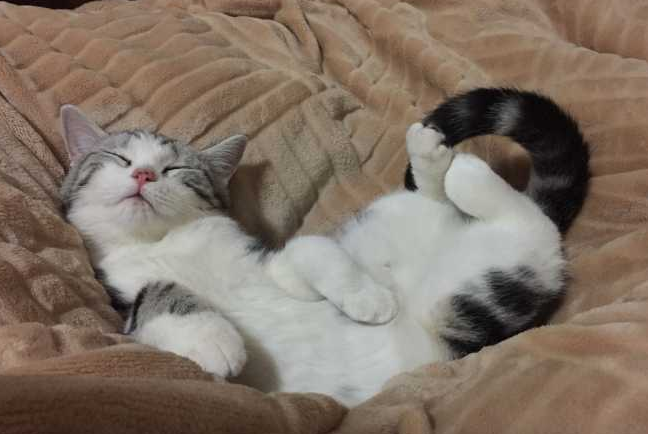 猫不在窝里睡觉怎么办?这里有方法 猫不在窝里睡觉怎么办?这里有方法