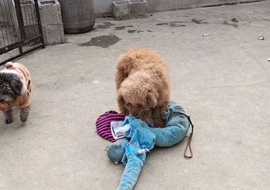 被抛弃的泰迪,却死守主人留下的玩具 被抛弃的泰迪,却死守主人留下的玩具