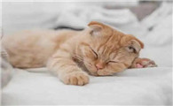 猫咪打呼噜像有痰一样怎么回事?此处有解答