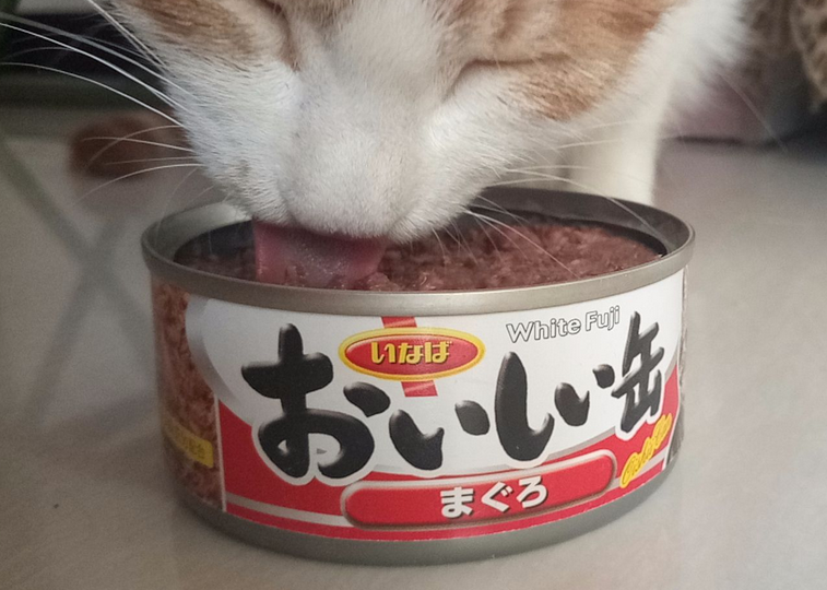 给猫吃罐头好吗