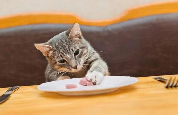 猫吃猪肝有什么好处？不清楚的来看看~