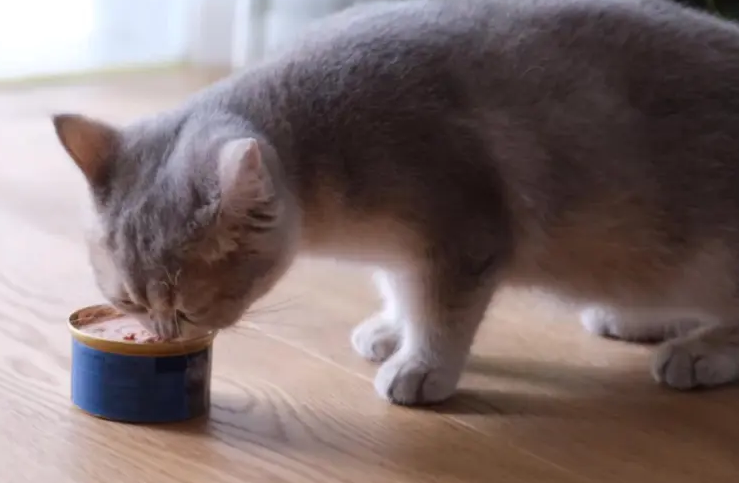 一个月小猫能吃罐头吗