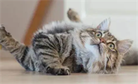 猫罐头里的卡拉胶竟然是“隐形杀手”?