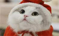猫咪怎么看品相得好?我来给你讲~