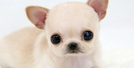 幼犬应该吃什么感冒药 幼犬应该吃什么感冒药