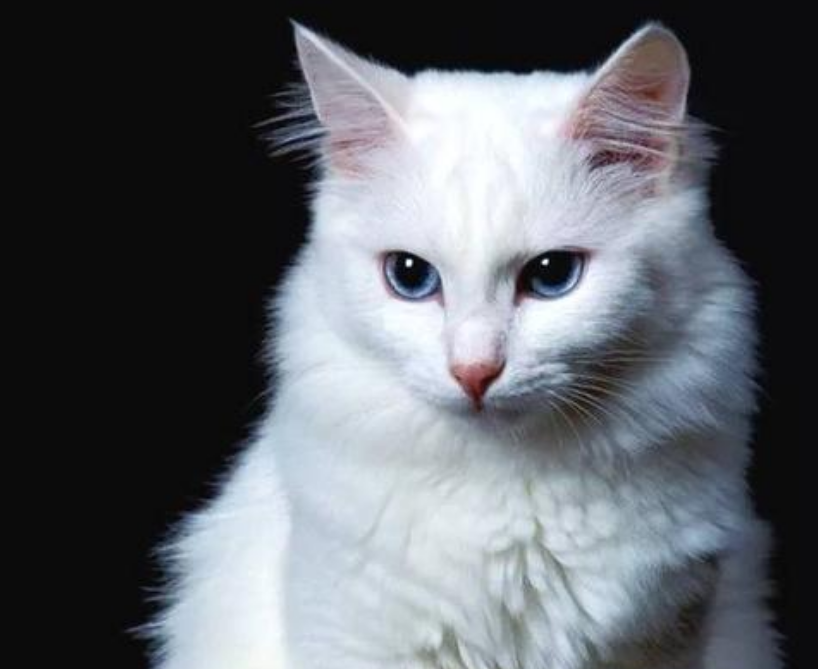 最漂亮的猫是什么品种 最漂亮的猫是什么品种