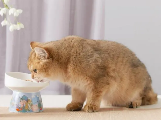 哪种品牌猫罐头好 哪种品牌猫罐头好