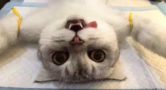 一文帮你解答公猫绝育的利弊! 一文帮你解答公猫绝育的利弊!