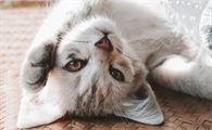 益生菌对猫咪真的好吗?有什么作用呢?