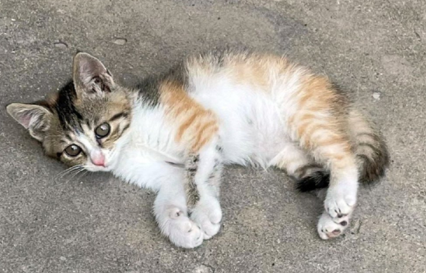 路边偶遇小猫，看清后才明白它活得有多艰难