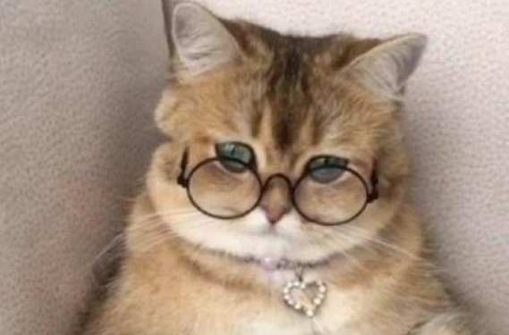 猫咪都是近视眼吗？来看看！