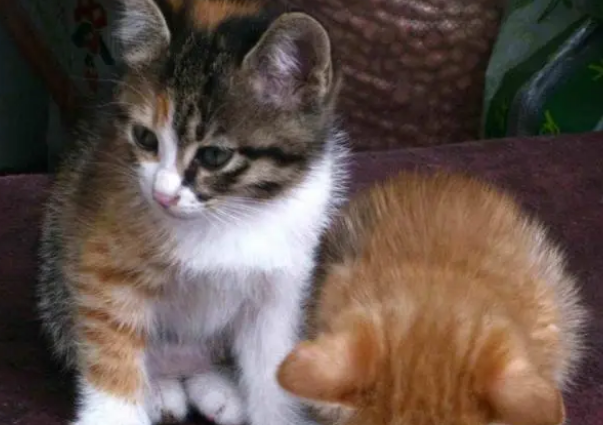 如何从容接手一只猫咪？有人寄养猫咪到你家，需要怎么做？