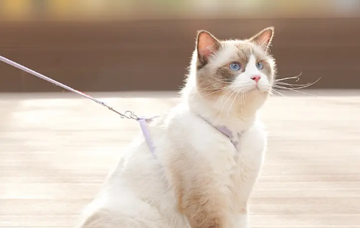 怎么给猫做牵引绳