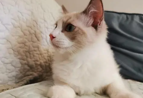 高能乳钙片:猫缺钙会出现什么症状 高能乳钙片:猫缺钙会出现什么症状