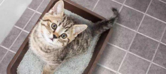 猫砂该放多少