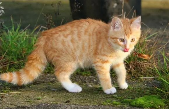 猫会掉牙齿么？答案竟是这个