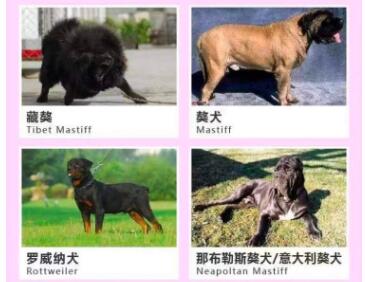 上海禁养犬种目录，快来get一下
