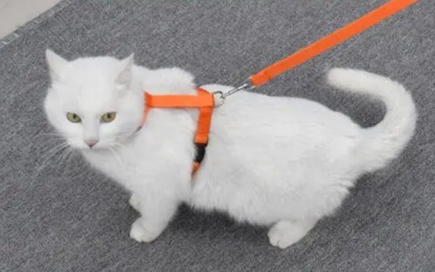 怎样让猫咪适应牵引绳