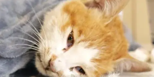 不停抽搐的小橘猫,虽然等到帮助,可最后还是没能把它留住 不停抽搐的小橘猫,虽然等到帮助,可最后还是没能把它留住