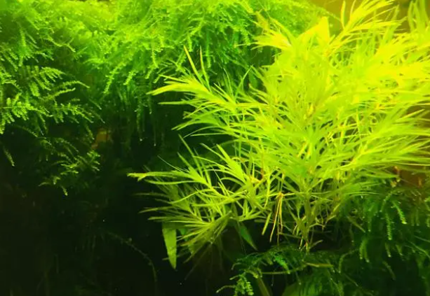 水草缸鱼缸调理水质土方法效果很好 水草缸鱼缸调理水质土方法效果很好