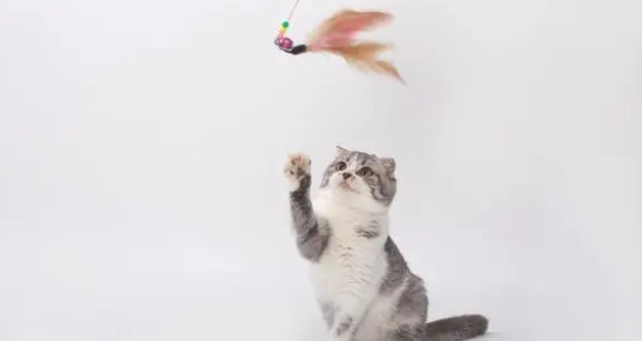 猫玩具哪些比较好