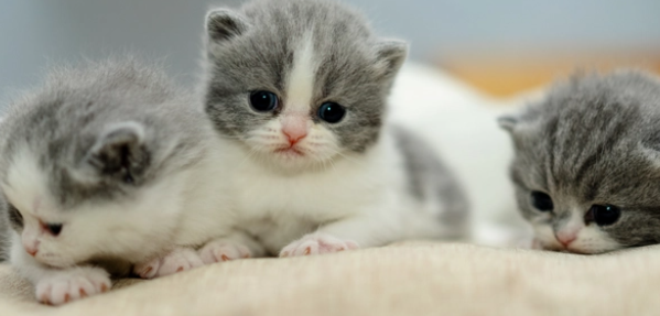 猫舍是什么 猫舍是什么