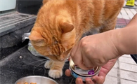 猫粮和猫罐头的区别