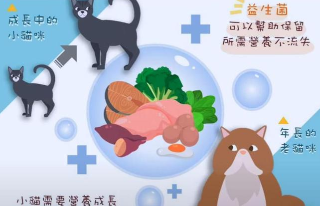 猫咪需要益生菌吗？以下几种情况下是需要的，铲屎官别忽视了