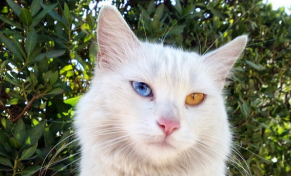 猫条和猫罐头的区别是什么？你知道吗