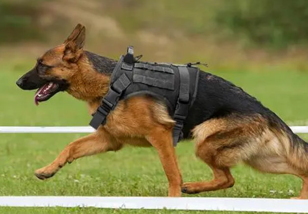 马犬用什么牵引绳好