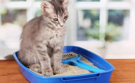 猫砂有没有保质期