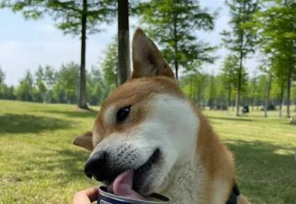 狗吃猫罐头可以吗