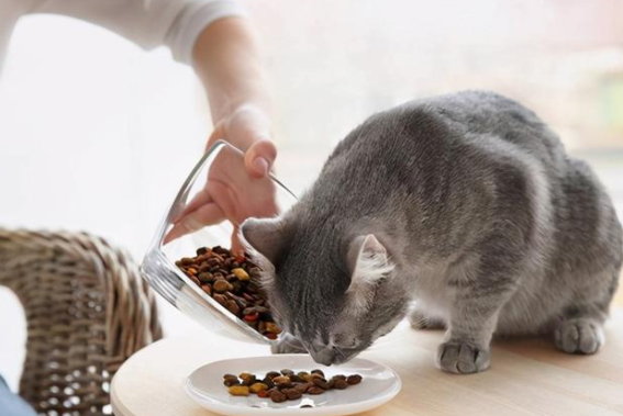宠主须知：猫咪吃完猫粮就吐是怎么回事？