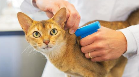 猫多久打一次狂犬疫苗?新手养猫必须要知道! 猫多久打一次狂犬疫苗?新手养猫必须要知道!