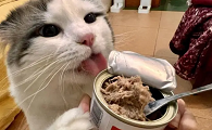 猫咪的罐头狗狗可以吃吗