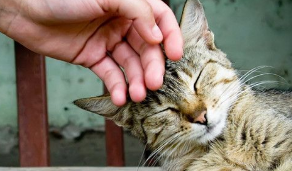 猫咳嗽怎么办吃什么药,猫咪感冒咳嗽吃什么药 猫咳嗽怎么办吃什么药,猫咪感冒咳嗽吃什么药