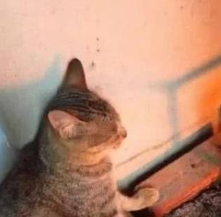 猫咪烤火时默默的张开脚掌，网友：马上就全方位烤熟