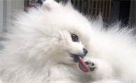 博美狗狗用什么沐浴露洗澡