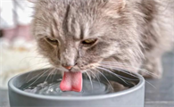 猫为什么喜欢喝人水杯的水？原来是这样