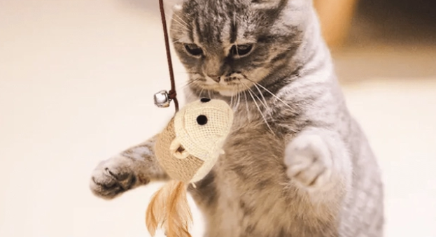 猫咪选什么玩具