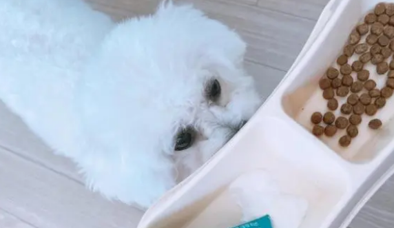 狗狗可以长期吃益生菌吗? 狗狗可以长期吃益生菌吗?