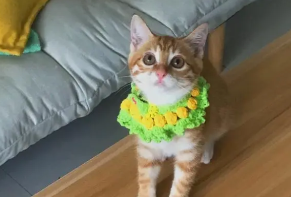 猫咪项圈有什么用