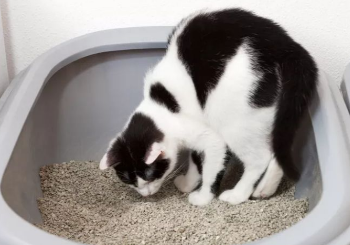 猫砂分好坏吗 猫砂分好坏吗