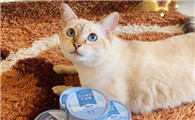 小猫吃罐头好吗