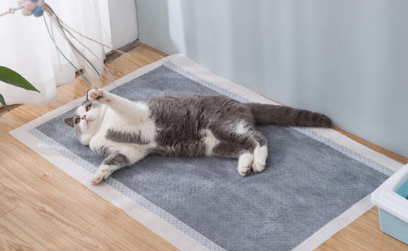 猫用狗尿垫怎么办